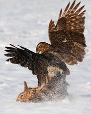 雪鹰